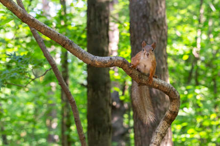 A curious red squirrel sits on a curved tree trunk in a summer forest. The squirrel's gaze is...