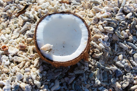 Hermit crab nibbling on coconut