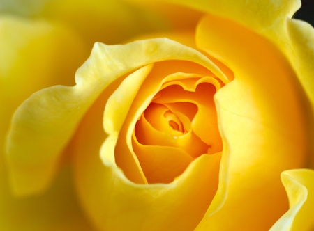 Yellow Rose Close upの写真素材