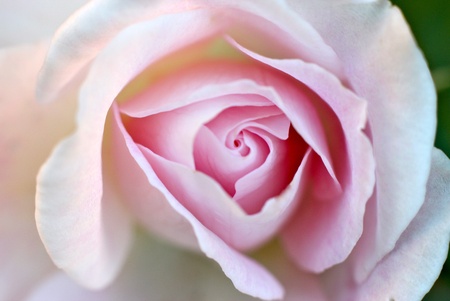 Pink Rose Close Upの写真素材