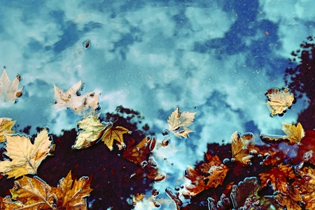 Yellow plane tree leaves in the puddle with autumn blue sky reflection. Great season rainy texture...