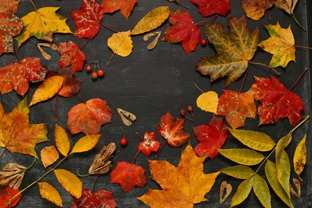 Yellow, green and red tree autumn leaves, apples and berries frame composition on black chalkboard background. Great season texture with fall mood. Nature october background.の写真素材