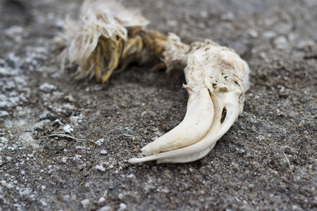A skull of a dead flamingo laying over the rocks