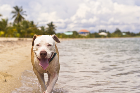 Happy dog walking through the beachの写真素材