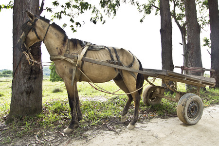 Skinny horse carrying a cart tied up to a treeの写真素材