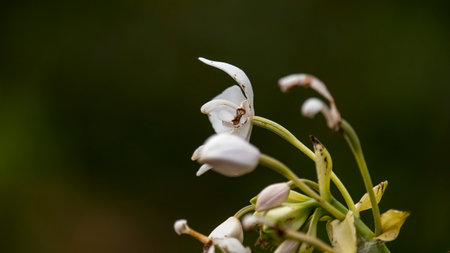 orchid flower at the dawn