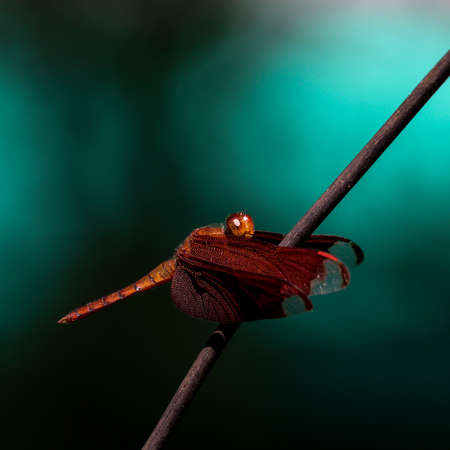 beautiful Red Dragonfly in a branchの写真素材