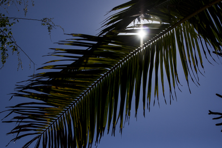 On holidays. Palmtree under the sunの写真素材