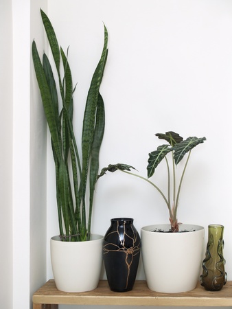 Interior composition with wases and flowersの写真素材