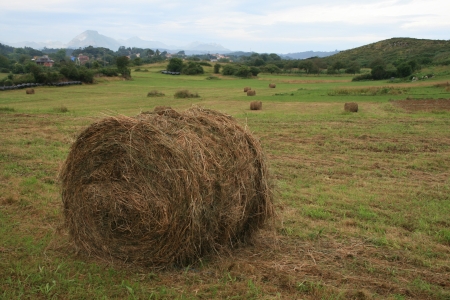recogida de la siembraの写真素材