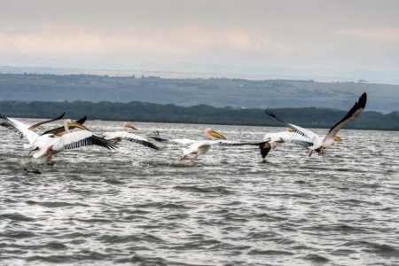 lifting pelicans vualoの写真素材