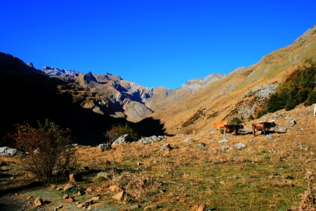 cows grazing in the Pyreneesの写真素材