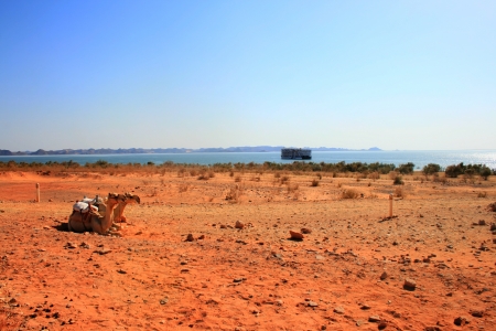 lying in the desert camelの写真素材