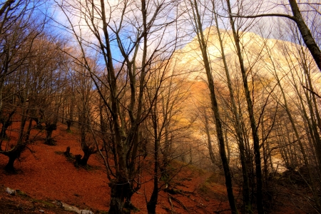 autumn landscape with a mountain in the backgroundの写真素材