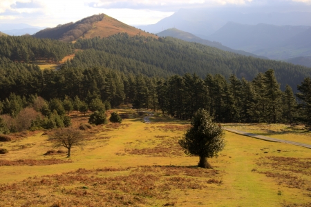 a field with a forest and a hillの写真素材