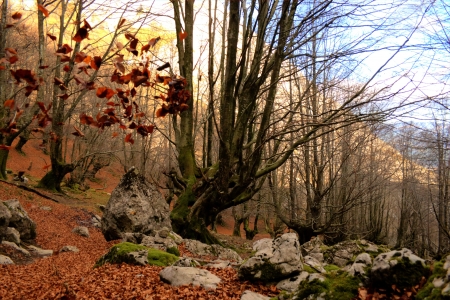 a forest in autumnの写真素材