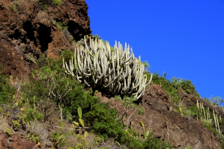 bush on a hillの写真素材