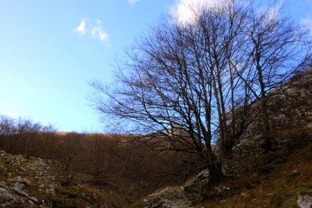 lone tree without leavesの写真素材