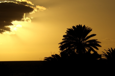 sunset with a palm treeの写真素材