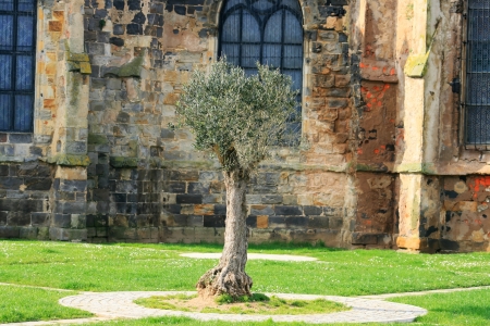 olive tree in a churchの写真素材