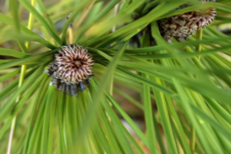 close-up of a plantの写真素材