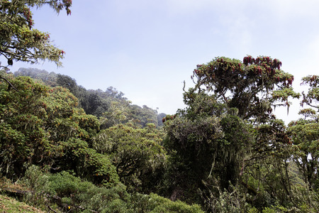 jungle in the mount kilimanjaro