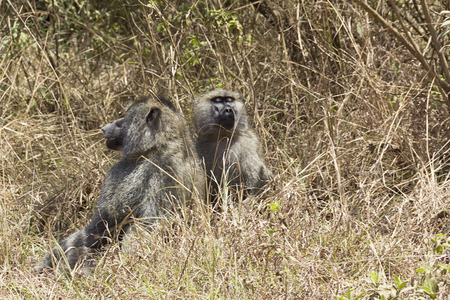 monkey in the jungleの写真素材