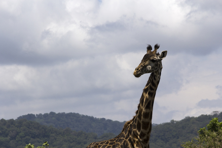 wildlife in tanzaniaの写真素材