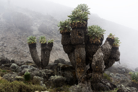 landscape of kilimanjaroの写真素材