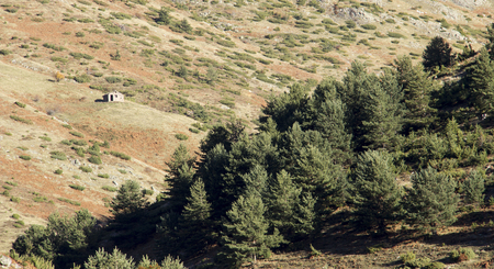 trees in the forestの写真素材