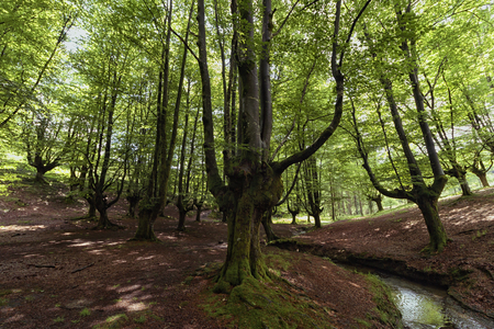 ancient trees in bizkaiaの写真素材