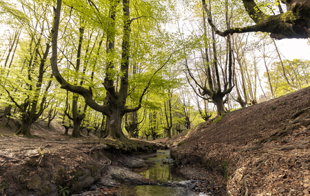 ancient trees in bizkaiaの写真素材