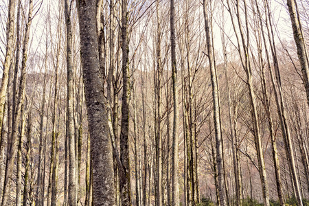 forest in the pyrenees