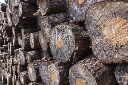cuts trunks