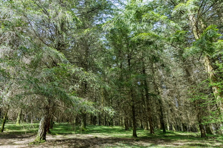green forest