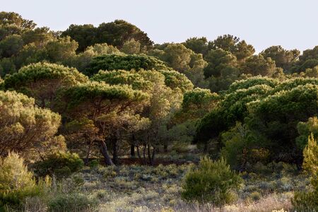trees in  a forest at the costa bravaの写真素材