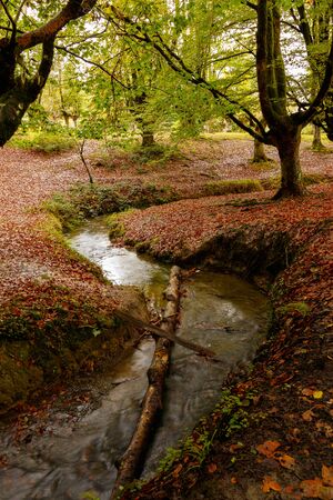 magic forest in the basque countryの写真素材