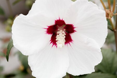 flower in nature in the dayの写真素材