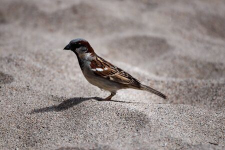 view of a little sparrowの写真素材
