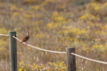 view of a little sparrow
