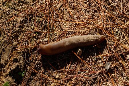 brown slug in the floorの写真素材