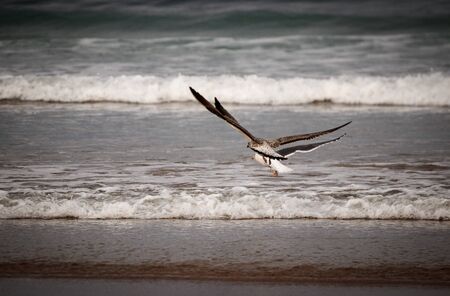 seagull near the sea in spain