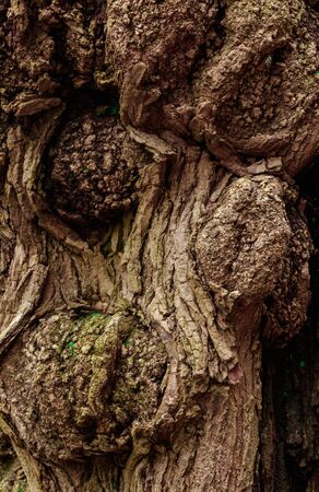 wooden texture of an ancient tree