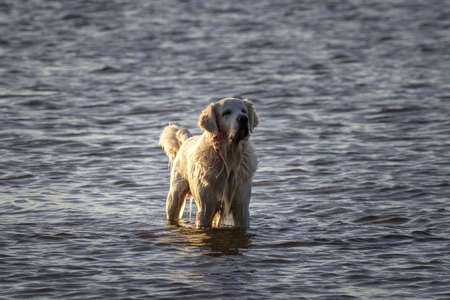 beauty golden in the beachの写真素材