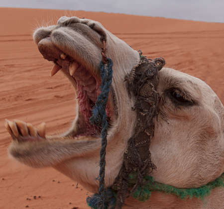 domestic dromedary in the desert in morocco at sunset