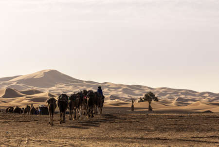 domestic dromedary in the desert in morocco at sunsetの写真素材