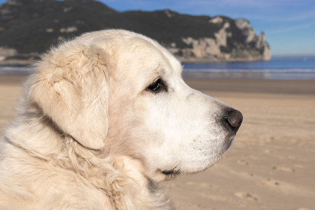 pretty golden retriever in the beachの写真素材