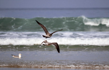 seagull flying over the sea