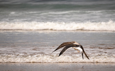 seagull flying over the seaの写真素材