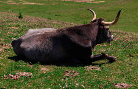 cow in a green land